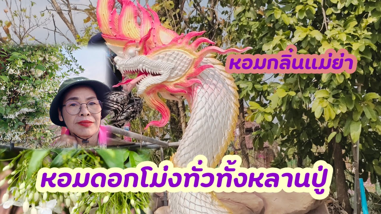 🔴สด.เช้านี้หอมดอกโมกดอกไม้หลายพันธุ์ชนิด