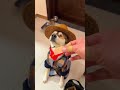 Check out my dog's unrivaled aura—his proud expression is totally innate! This vlog captures our