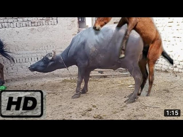 natural animal meeting|cow bull and buffalo|#hybridmating|#crossmeeting  donkey breeding - YouTube