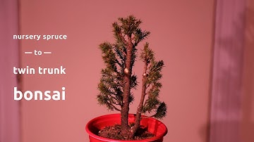 Making a twin trunk bonsai out of nursery spruce