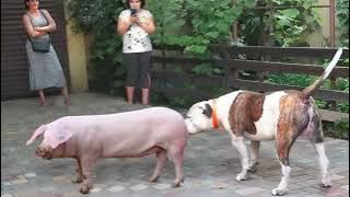 Pig and Dog Meeting - Interesting Moments