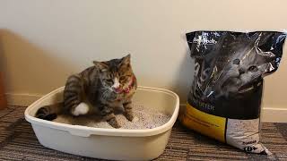 The Ultimate Guide to Scooping and Cleaning Your Cat's Litter Box! by Emily pets 98 views 10 days ago 33 seconds