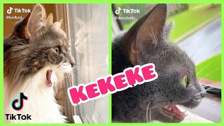 Chattering and Chirping Cat | Funny thrilled cat meowing Kekekeke TikTOk Compilation l Oh Hooman by Oh Hooman 2,760 views 3 years ago 5 minutes, 21 seconds