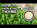 Thyme how to grow  use this amazing herb complete guide