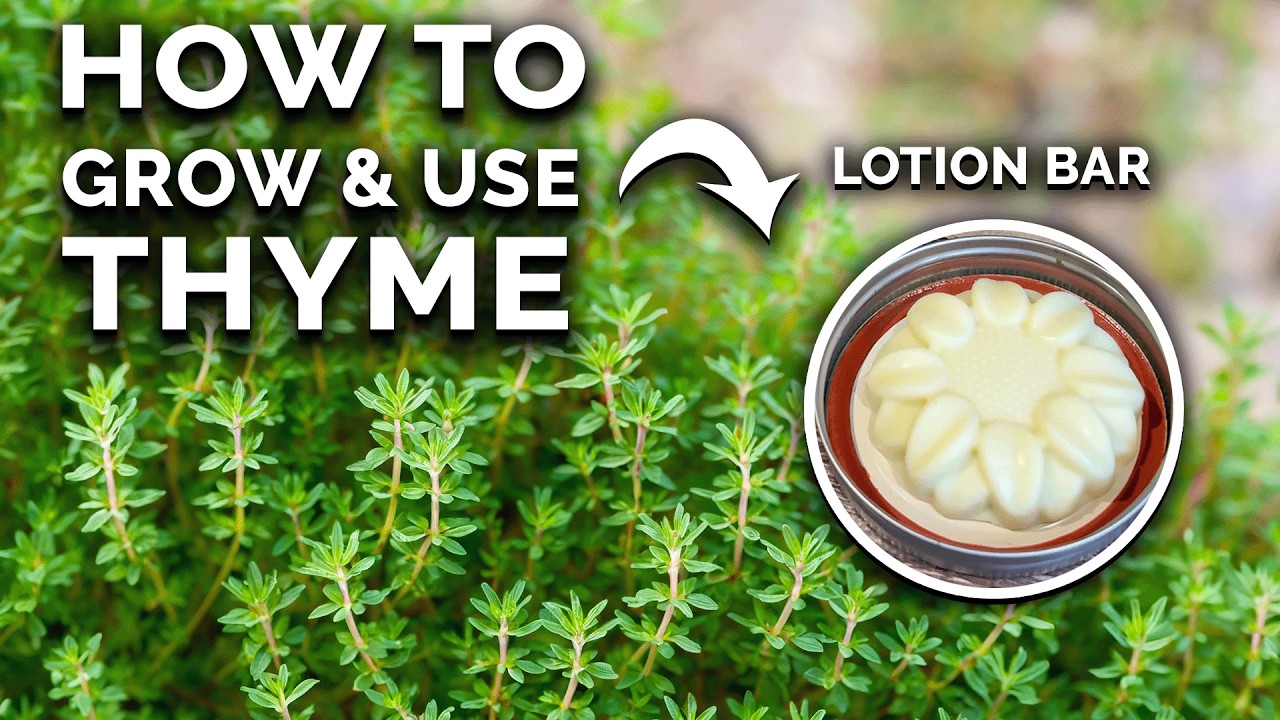 Grow Unlimited Thyme From Cuttings