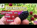 BLACKBERRIES! Everything You Need To Know