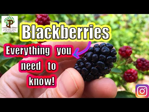 Video: Blackberry Fruit Rot - Lär dig om Penicillium Fruktröta på björnbärsbuskar