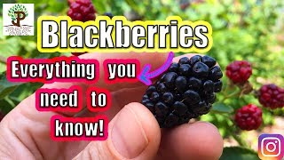 BLACKBERRIES! Everything You Need To Know