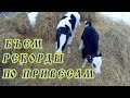 БЪЁМ РЕКОРДЫ ПО ПРИВЕСАМ//Прогулка у коров и быка