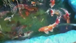 venham ver nossos peixes carpa koi em nosso orquidário