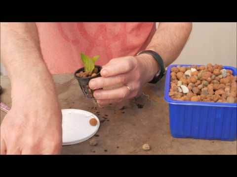 Vidéo: Planter Des Semis Sans Catastrophes