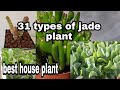 #JADE PLANTS VARIETIES#W/NAMES#BEST LUCKY PLANTS 2021