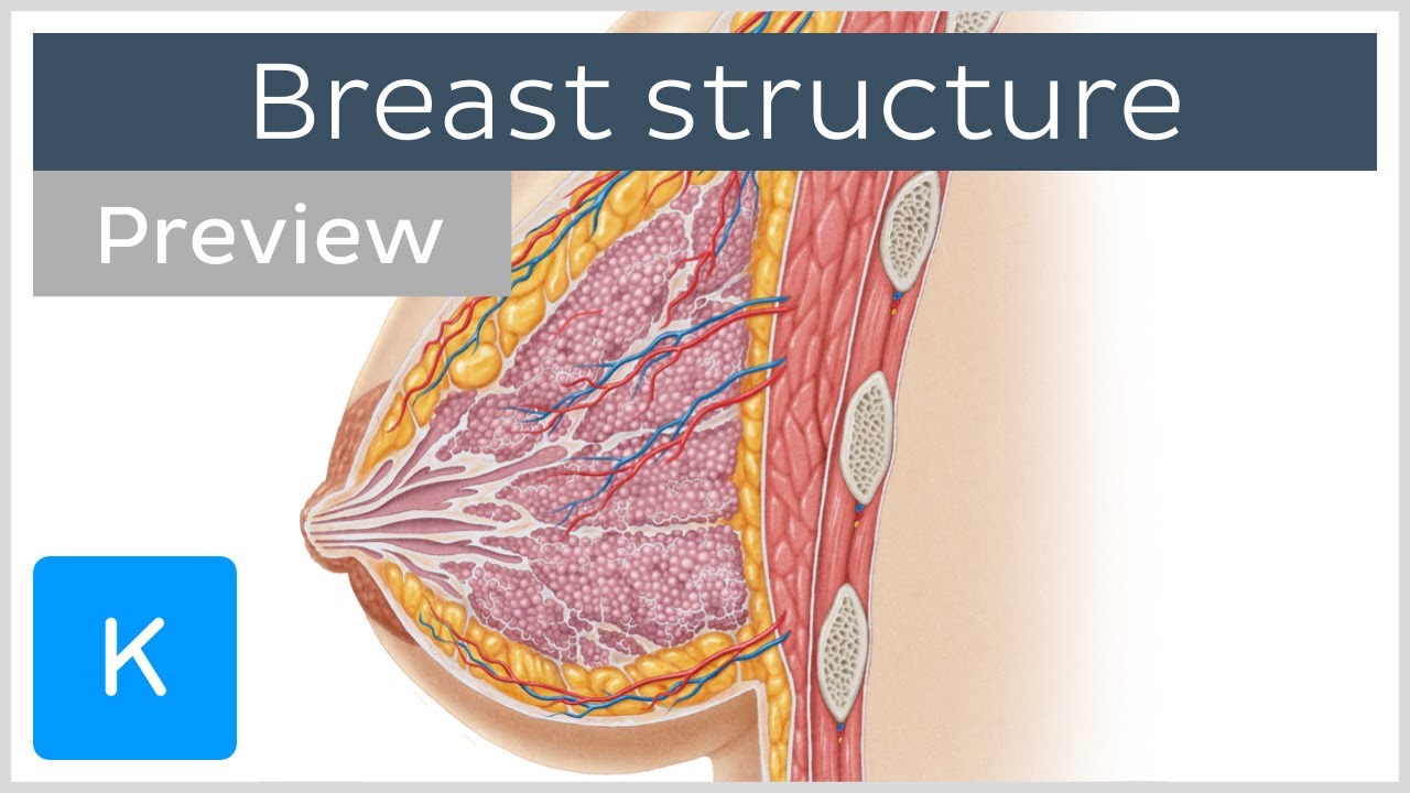 Breast - Physiopedia