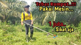 Kerja tebas rumput di kebun sawit pakai mesin || 1 hektar setengah gajian 1 juta