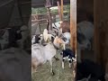 Qué Bonita la Vida de rancho #viral #zacatecas #rancho #chivas #parati