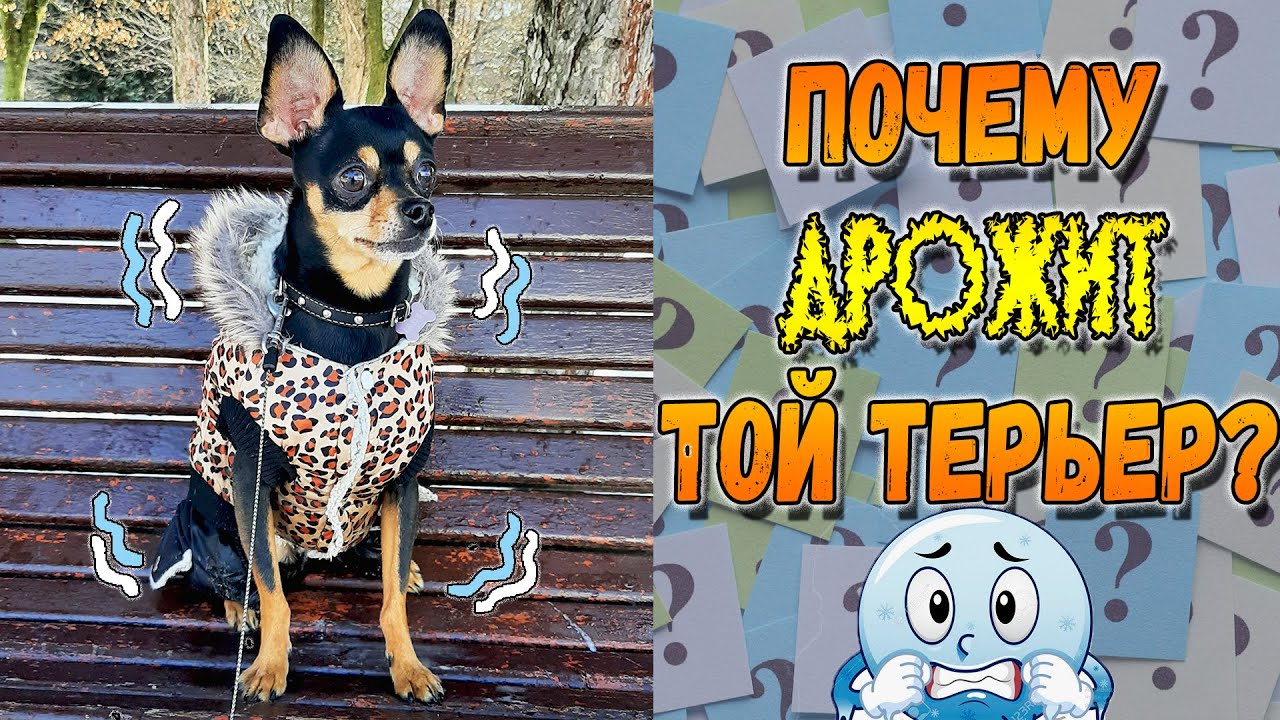 собаки мелких пород терьеров