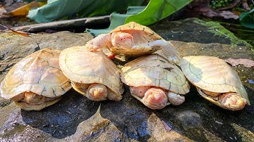 ALBINO TURTLES RESCUED! Update and QandA!