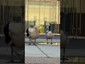 birds do after flying long distance / health check up #baby #honeymoon #love #life #sweet