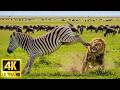 African Wildlife 4K: Namibia Wildlife - Amazing African Animals Footage with Real Sounds in 4K Video