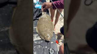 #assateagueisland #fishing #flounder #maryland