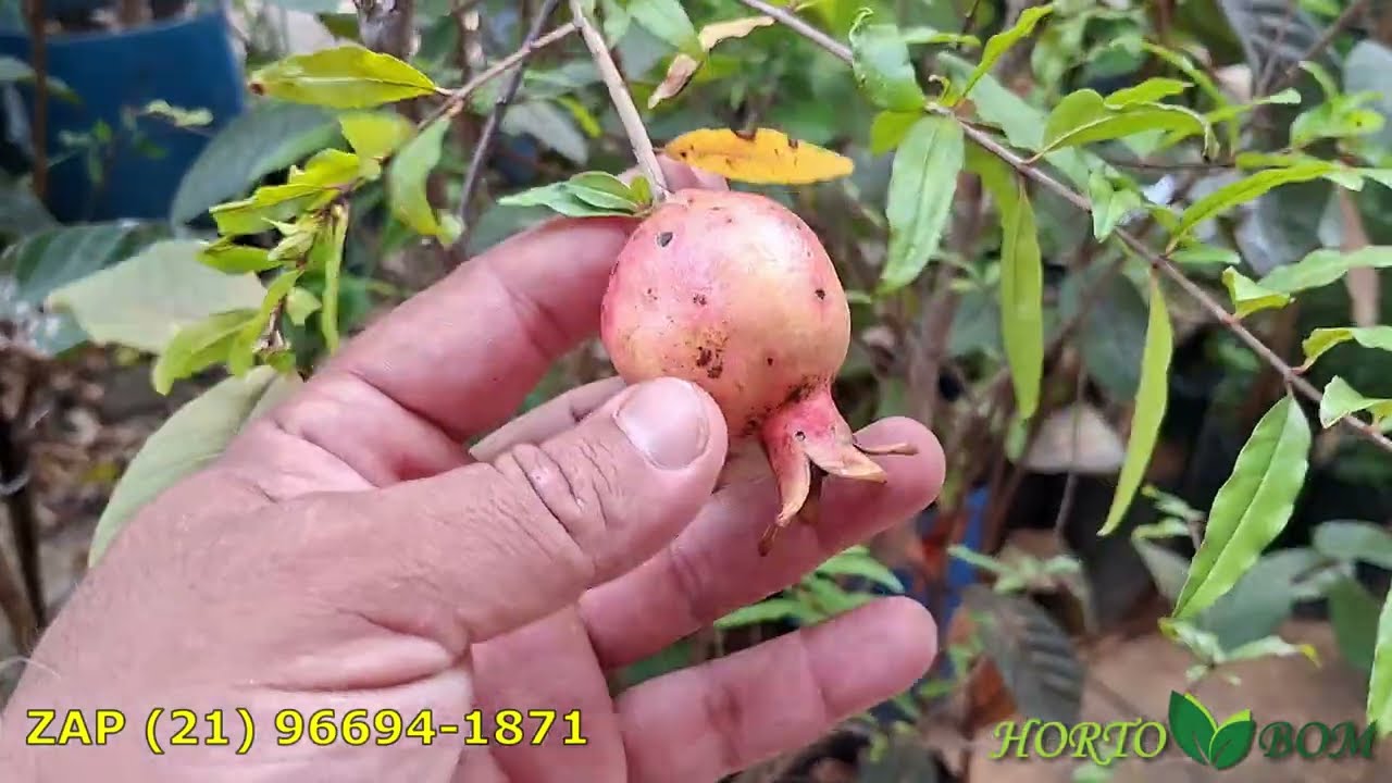 Eugenia Candolleana - Cambuí Roxo produzindo