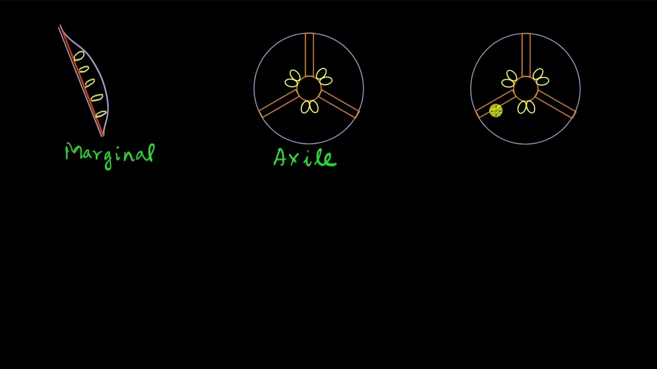 Плацентация | Морфология цветковых растений | Биология | Академия Хана