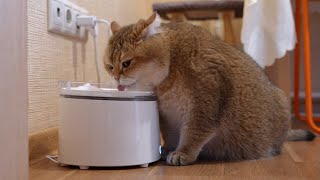 Homerunpet Water Fountain with the World's First Wireless Pump!