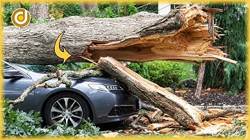 EXTREMELY DANGEROUS Tree Cutting Fails Compilation & Idiots With Chainsaw - Tree Cutting Fails