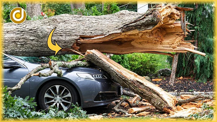 EXTREMELY DANGEROUS Tree Cutting Fails Compilation & Idiots With Chainsaw - Tree Cutting Fails