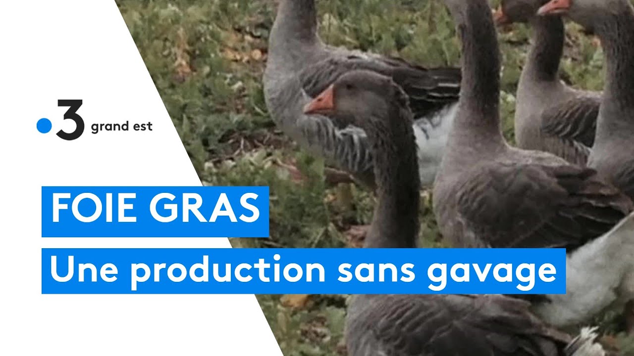 Foie gras : une production sans gavage forcé 