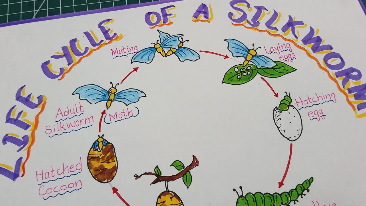 How to draw life cycle of Silkworm / Life cycle of Silkworm drawing ...