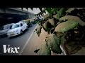 Trees and Air Pollution Effects
