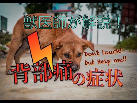 ダックスフンドの背中トラブルを防ぐ7つの方法と治療のすべて