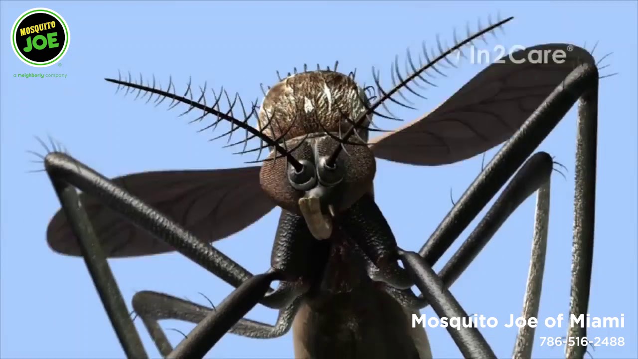 Mosquito Joe new In2Care mosquito trap Green option YouTube