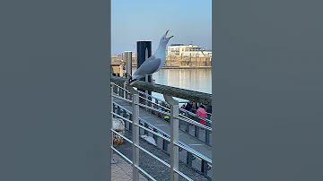 🐦Призывный крик чайки!