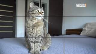 Лучшие фото вашего кота. Как это сделать?