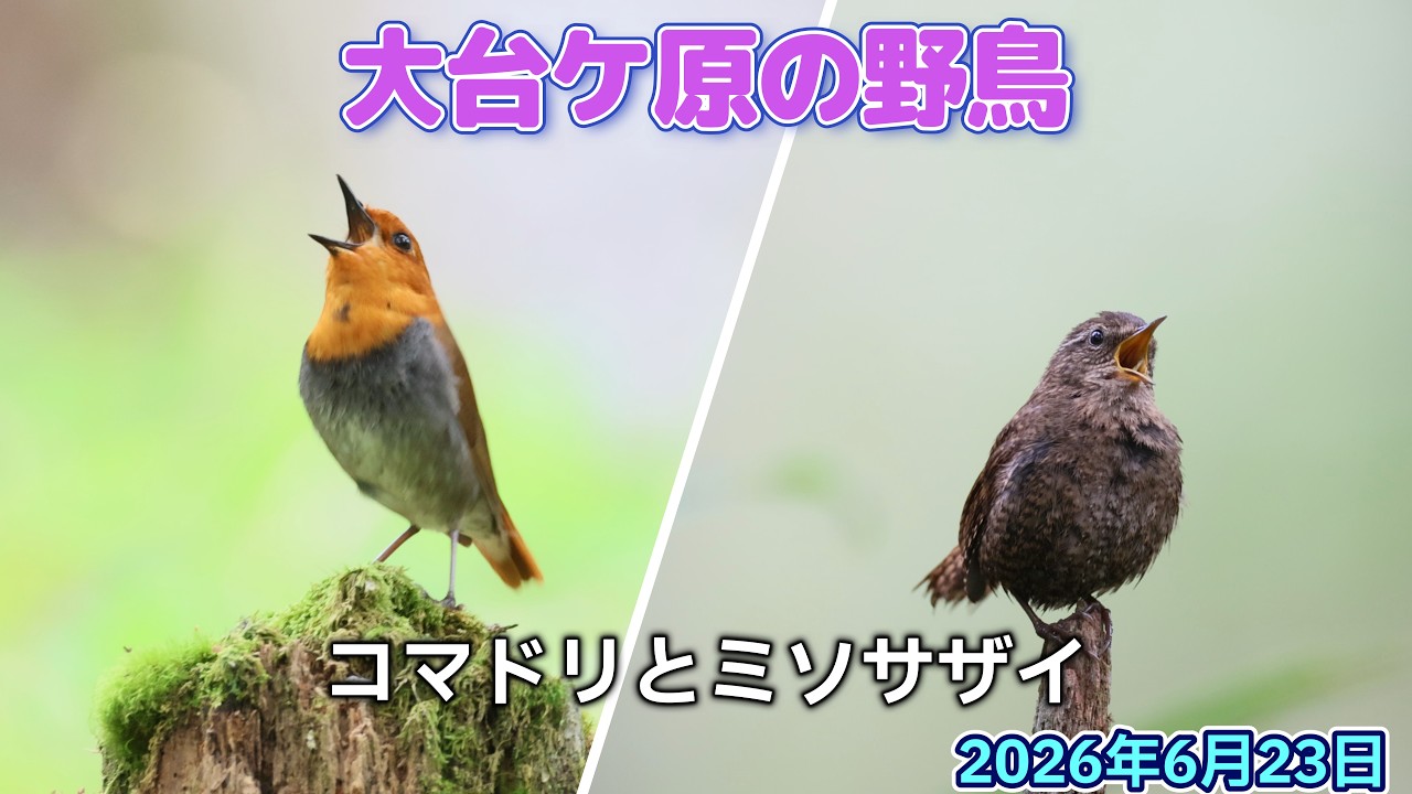 Japanese Robin and Winter Wren - YouTube