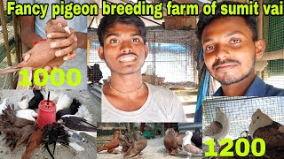 Cheapest Fancy pigeon of sumit vai / Fancy Kabootar with cheap price