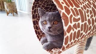 CS17334 Giraffe Cat Climbing Tree Scratching Post