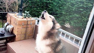 Alaskan Malamute Mishka Howling