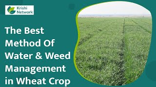 Water and Weed Management in Wheat Crop | Wheat Field | Krishi Network