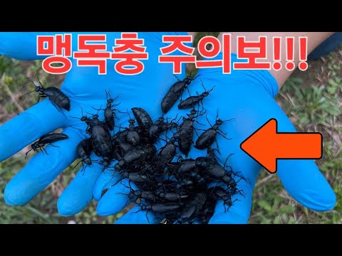 풀밭 가득한 맹독 벌레떼 주의!! 절대로 만지면 안됩니다. 수백마리씩 기어나오는 벌레떼의 정체는?