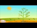 Photosynthesis and Plant Functions