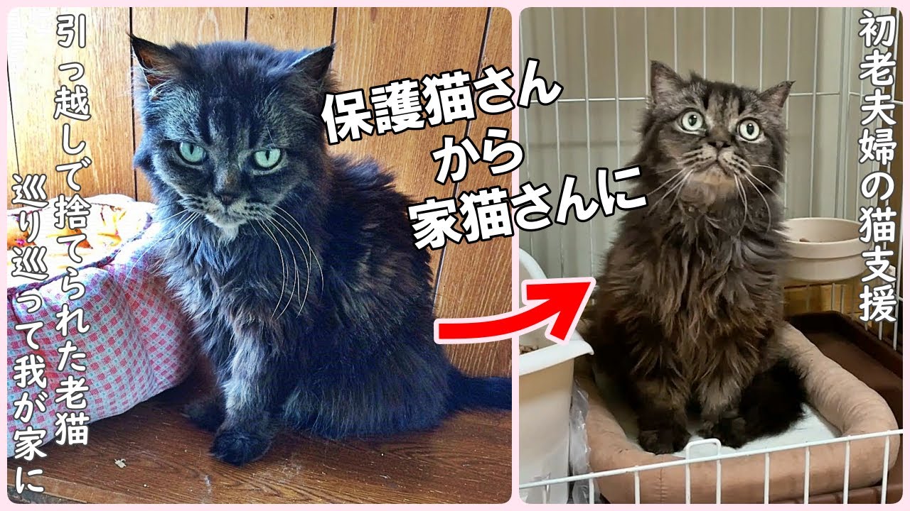 引っ越しで捨てられた長毛の老猫さん、ボロ雑巾のようになって弱っていた。そんな猫さんが巡り巡って我が家に・・・【野良猫支援】