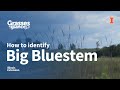 How to identify big bluestem  grasses at a glance