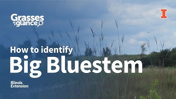 How to Identify Big Bluestem - Grasses at a Glance
