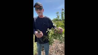 Thinning  Apples