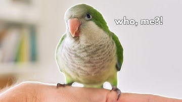 This Quaker Parrot was GIVEN AWAY For Being a BITER 😤