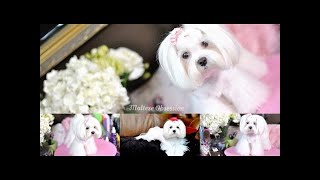 GROOMING:  Maltese Summer Cut using Wahl Bravura Clipper -- Dolce Body Trim Part 1  DANCING Maltese