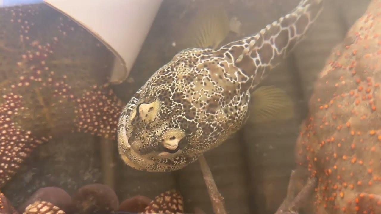 Off to visit Monsoon Aquatics in Darwin